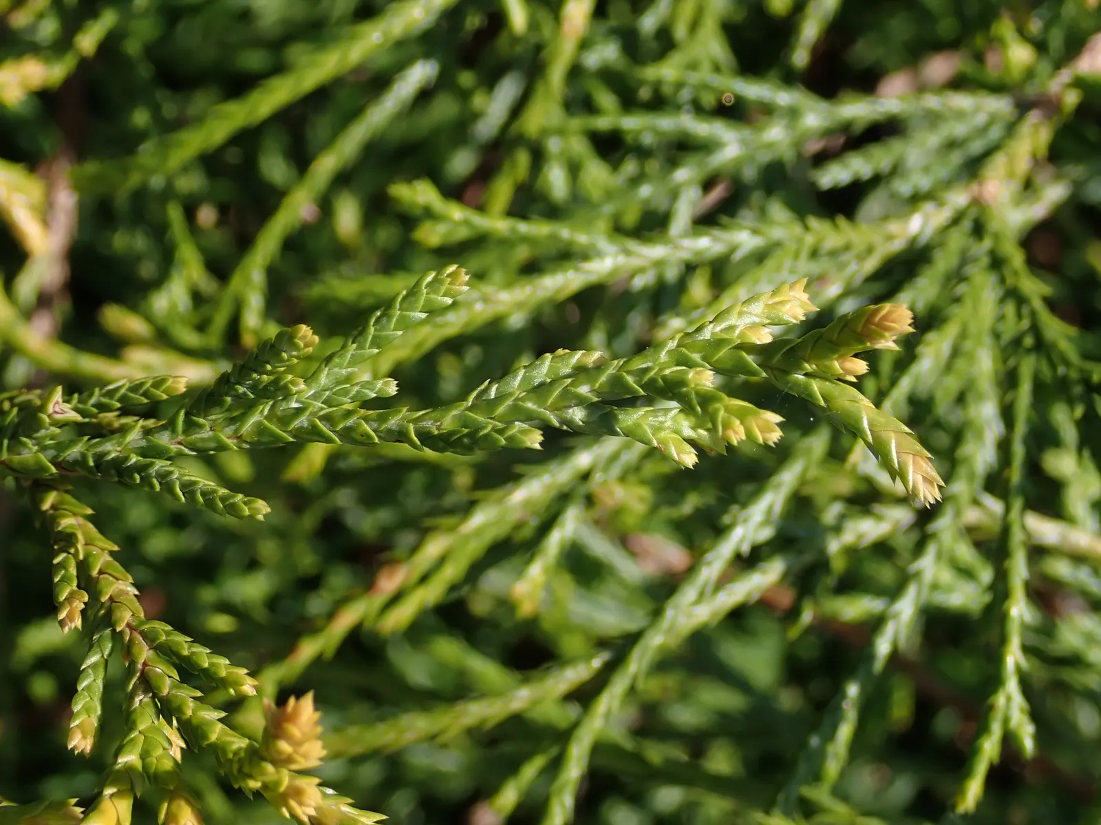 Dwarf Threadleaf Cypress (Chamaecyparis Pisifera 'Golden Mop') — consider using it as a specimen plant