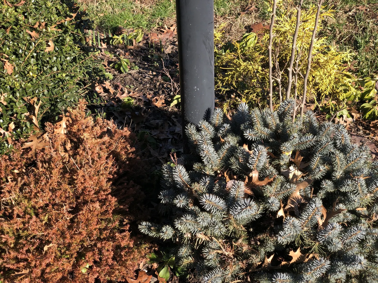 Dwarf Threadleaf Cypress (Chamaecyparis Pisifera 'Golden Mop') — allowing its naturally mounded shape to add texture and year-round interest to, image 28