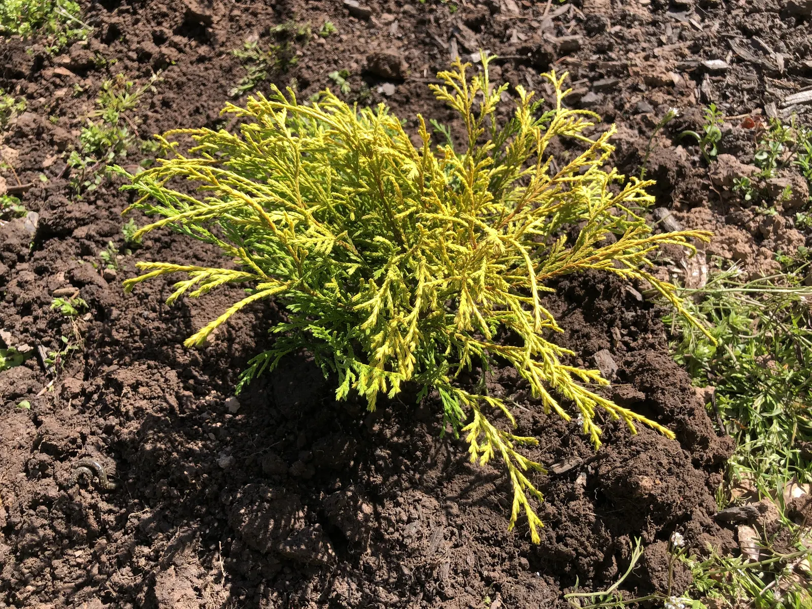 Dwarf Threadleaf Cypress (Chamaecyparis Pisifera 'Golden Mop') — Hardy in zones 4-8, it thrives in full sun to partial shade and prefers, image 26