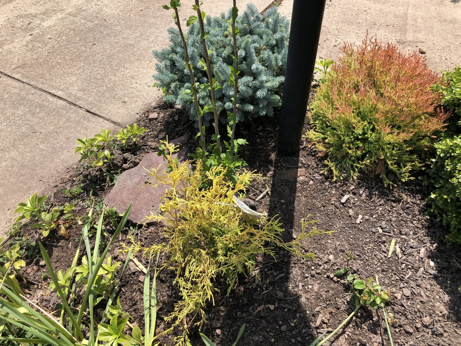 Dwarf Threadleaf Cypress (Chamaecyparis Pisifera 'Golden Mop') — it benefits from regular watering during prolonged dry spells.<br><br>With minimal maintenance