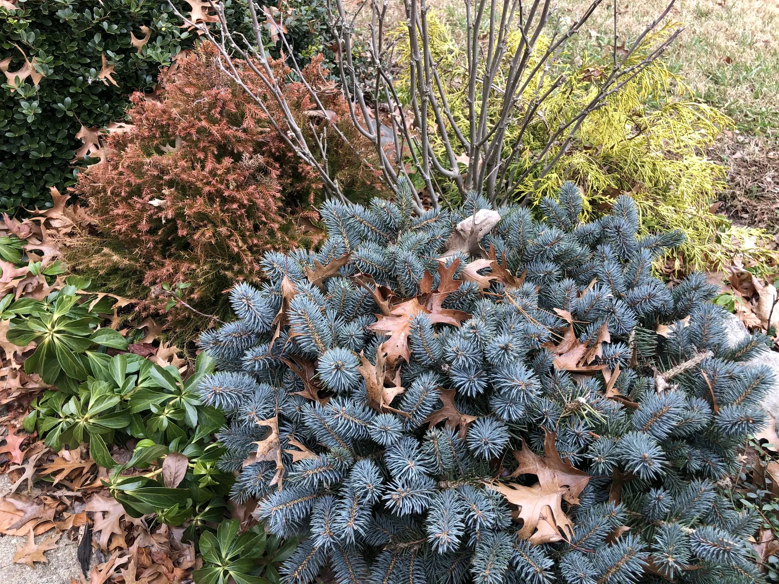 Dwarf Threadleaf Cypress (Chamaecyparis Pisifera 'Golden Mop') — evergreen conifer renowned for its unique