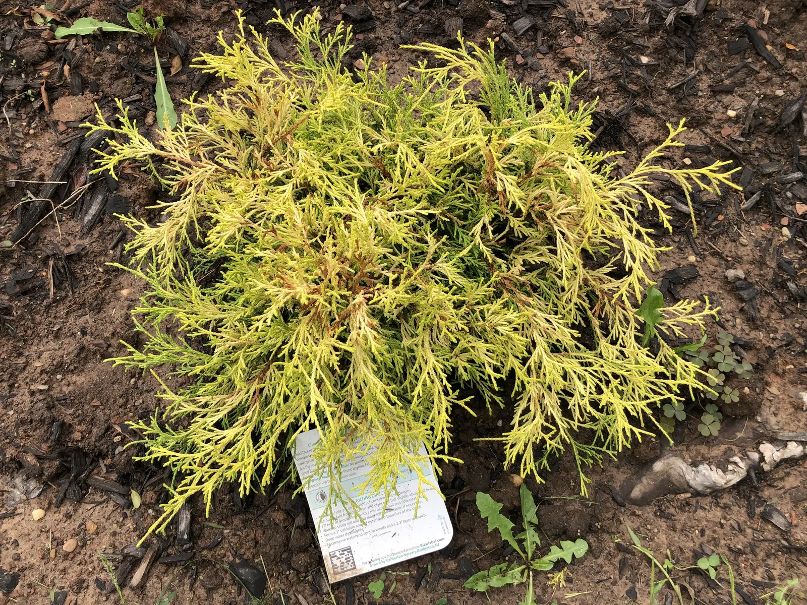 Dwarf Threadleaf Cypress (Chamaecyparis Pisifera 'Golden Mop') — the Golden Mop Cypress reaches a modest height of 3 to 5 feet and spreads equally wide; or