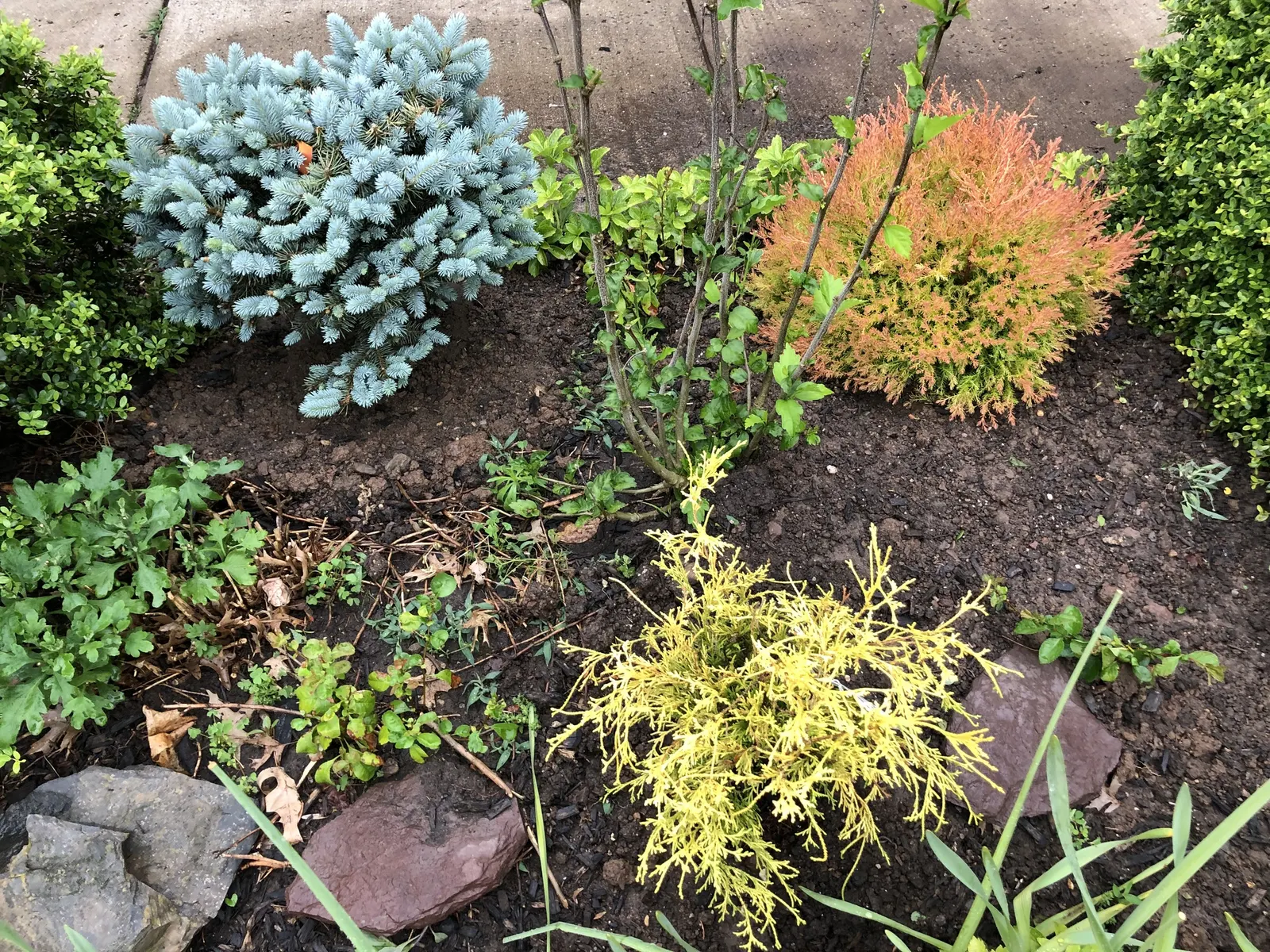 Dwarf Threadleaf Cypress (Chamaecyparis Pisifera 'Golden Mop') — or alongside contrasting plants to highlight its golden hue and feathery texture