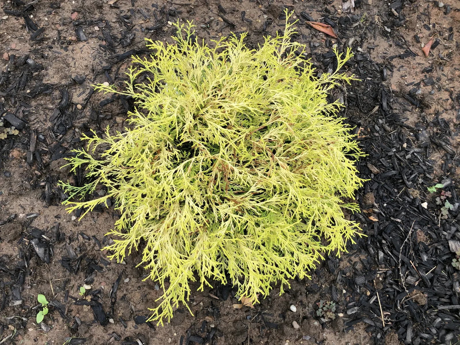 Dwarf Threadleaf Cypress (Chamaecyparis Pisifera 'Golden Mop') — This charming conifer is sure to be a focal point, providing year-round interest for the