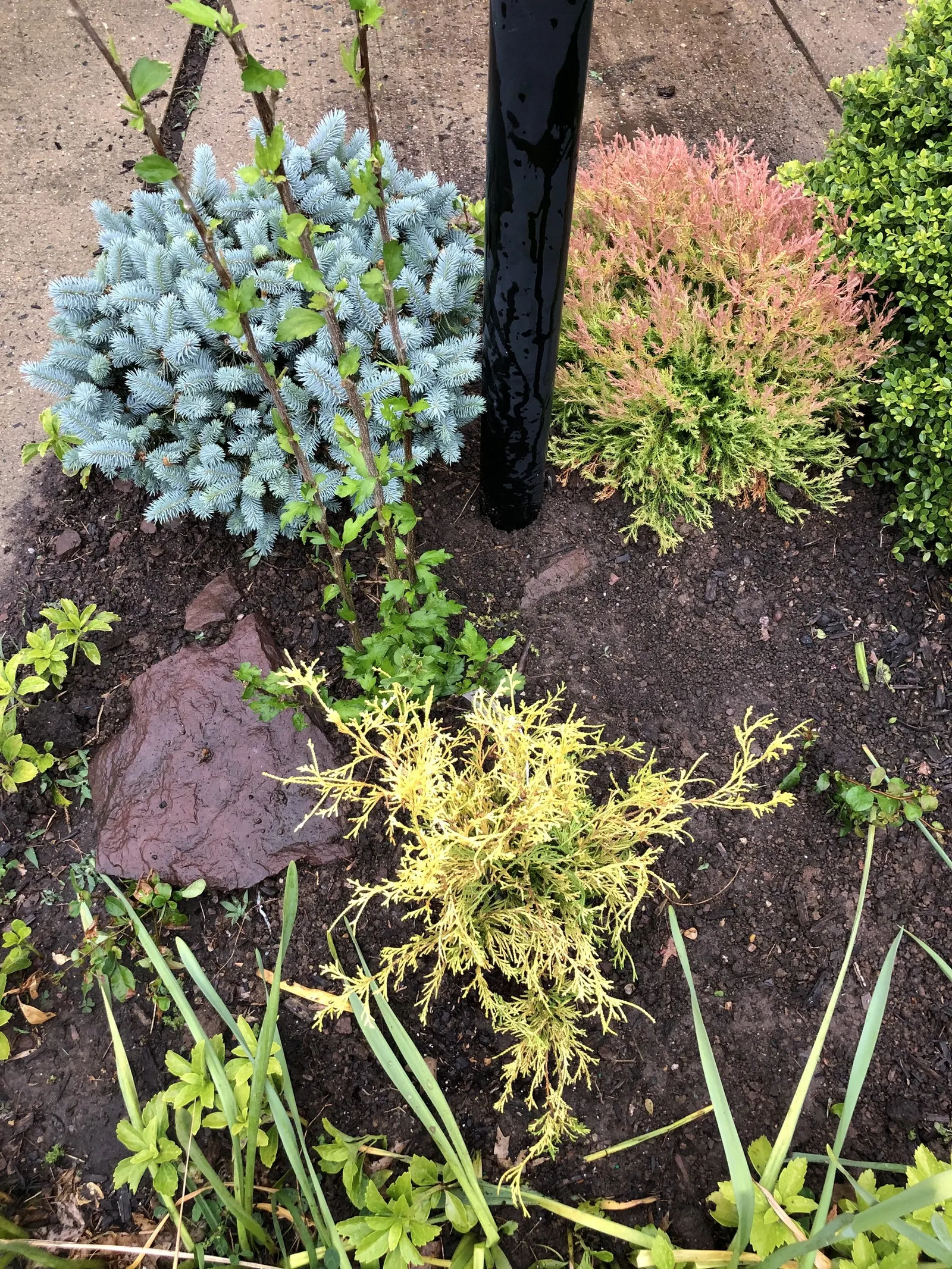 Dwarf Threadleaf Cypress (Chamaecyparis Pisifera 'Golden Mop') — growing at a slow rate of approximately 3 to 6 inches per year