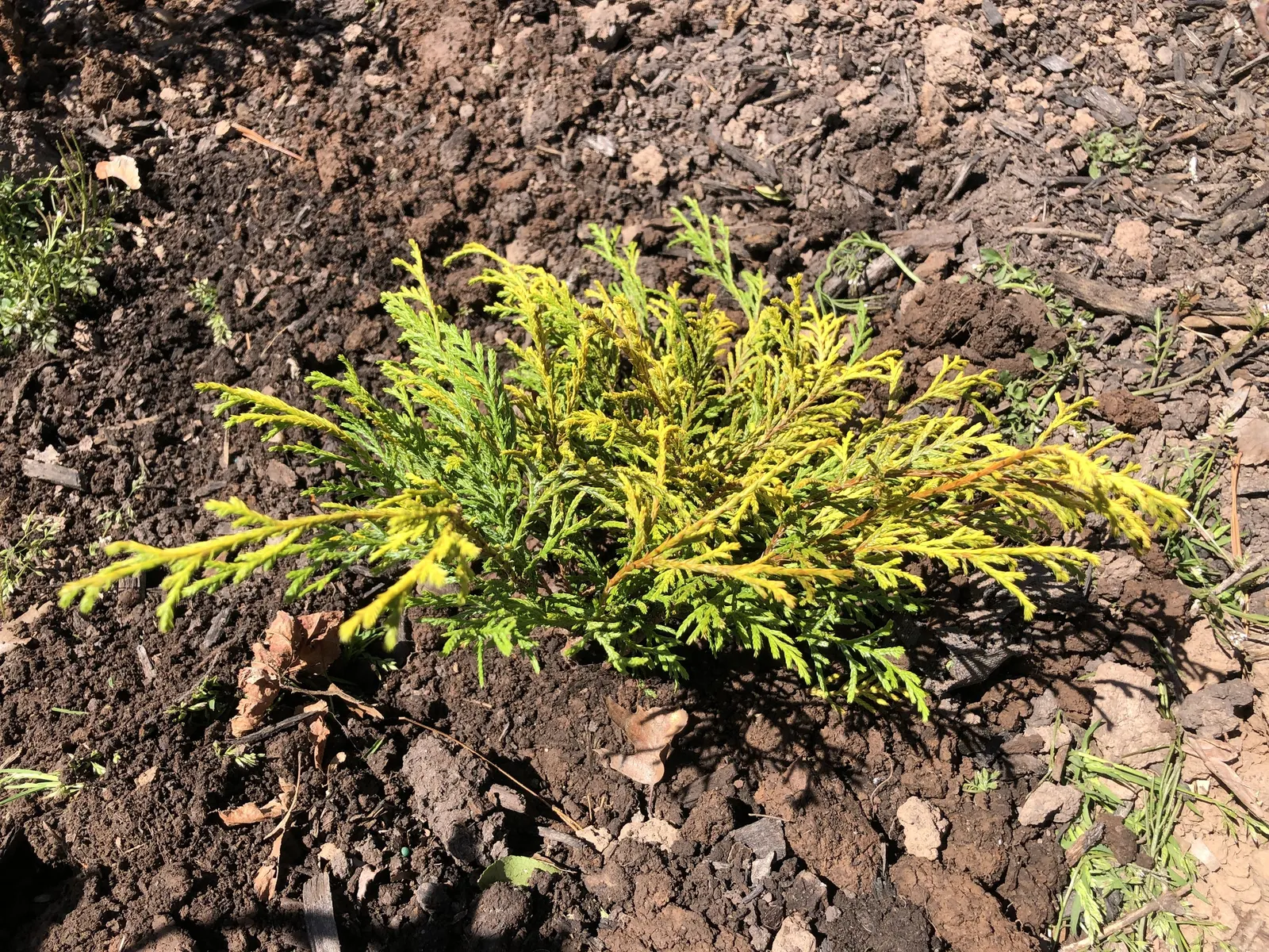 Dwarf Threadleaf Cypress (Chamaecyparis Pisifera 'Golden Mop') — gracefully arching leaves; evergreen conifer renowned for its unique