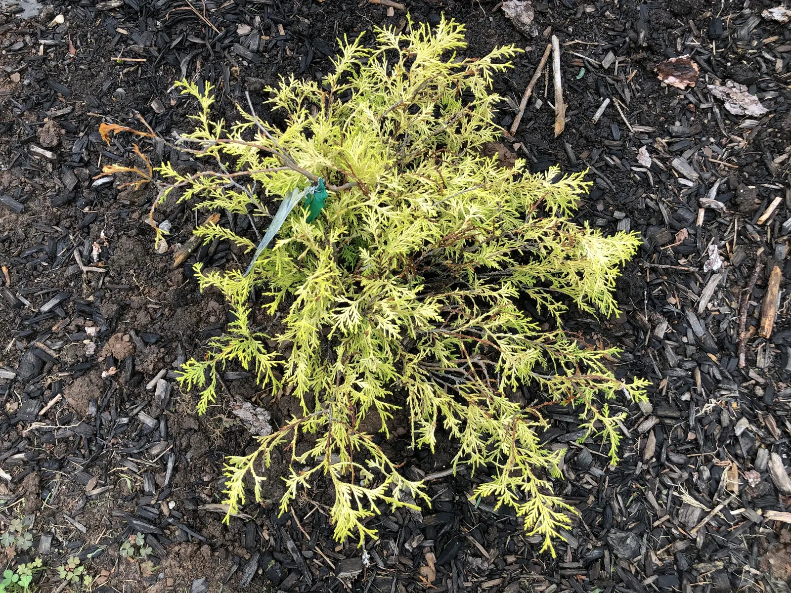 Dwarf Threadleaf Cypress (Chamaecyparis Pisifera 'Golden Mop') — this dwarf cultivar provides striking textural contrast in landscape