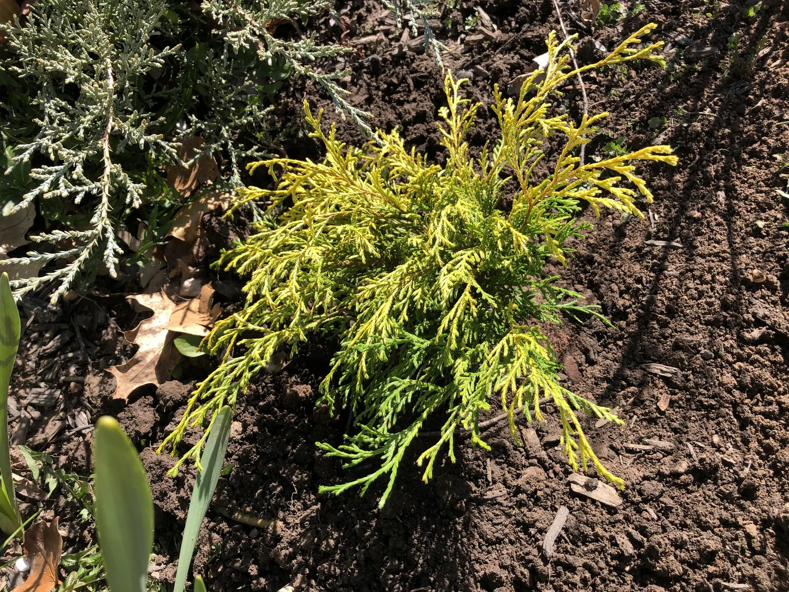 Dwarf Threadleaf Cypress (Chamaecyparis Pisifera 'Golden Mop') — This slow-growing evergreen reaches 3-5 feet in height and width