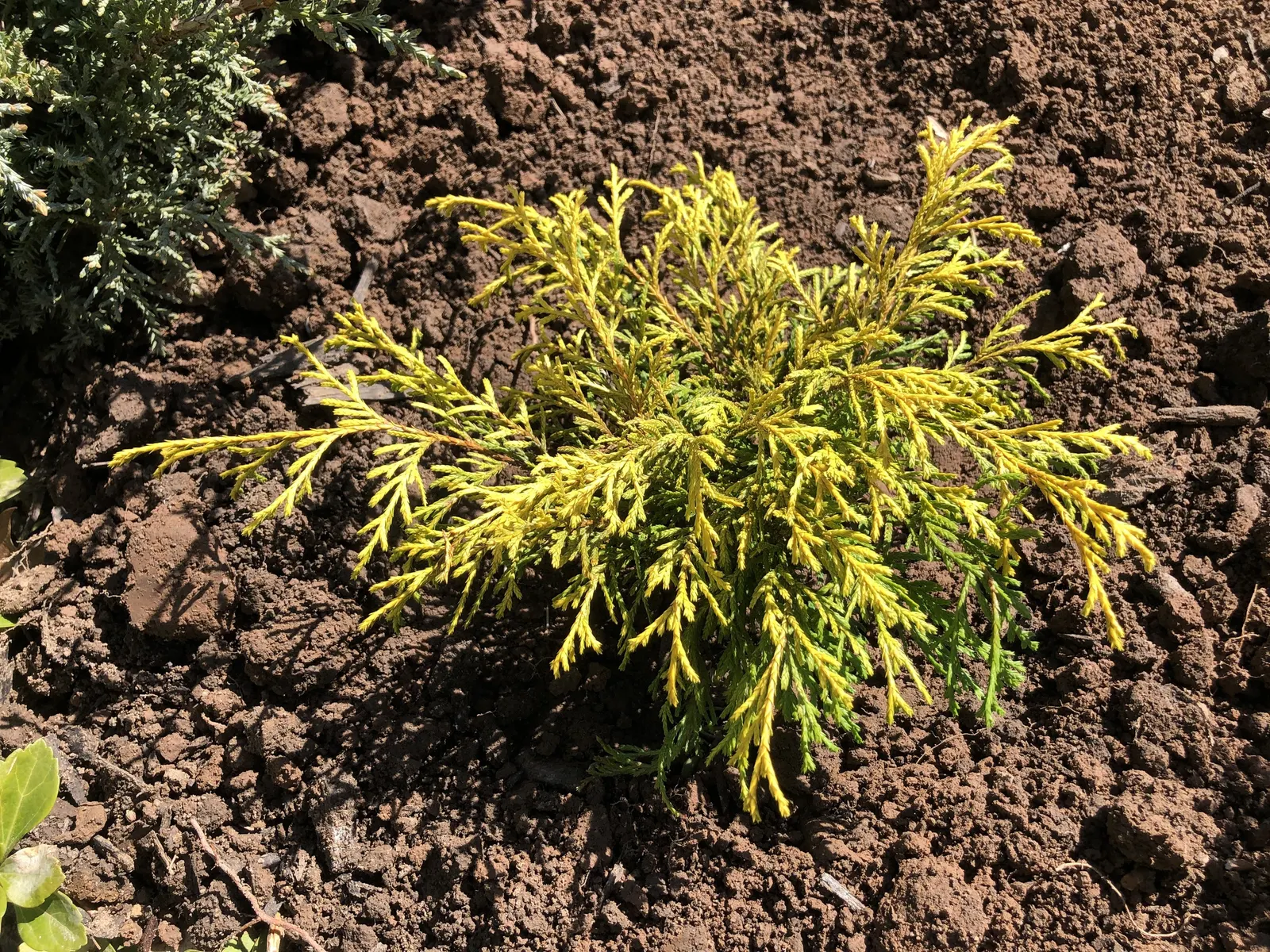 Dwarf Threadleaf Cypress (Chamaecyparis Pisifera 'Golden Mop') — It flourishes in USDA hardiness zones 4 through 8
