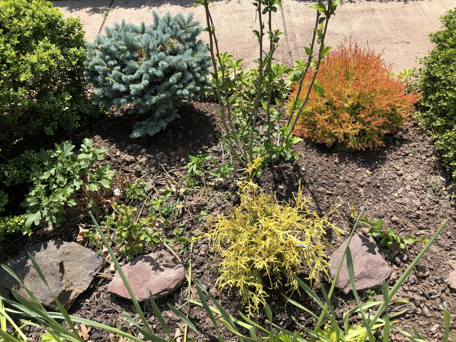 Dwarf Threadleaf Cypress (Chamaecyparis Pisifera 'Golden Mop') — and though it is drought-tolerant once established; it benefits from regular watering during