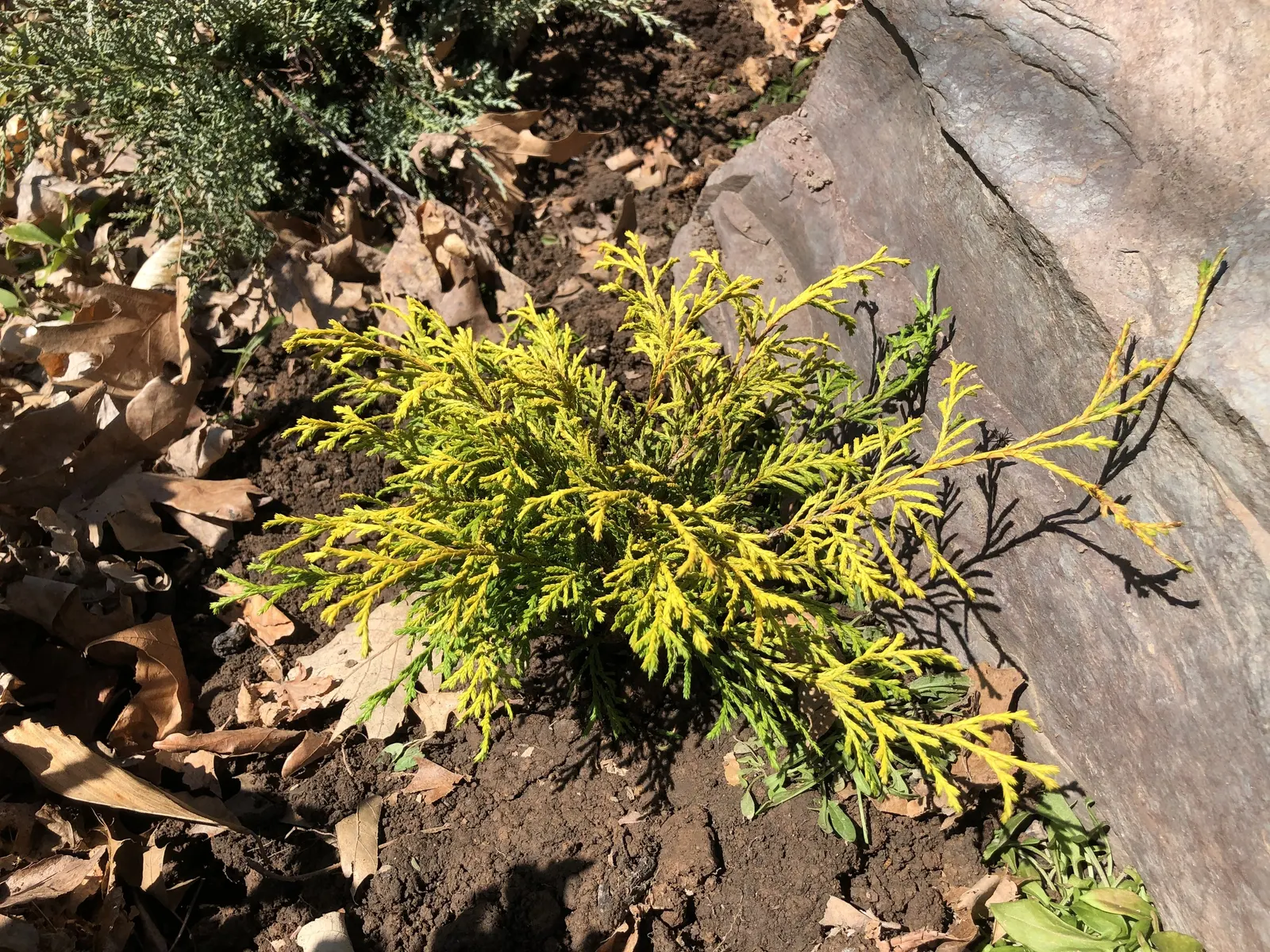 Dwarf Threadleaf Cypress (Chamaecyparis Pisifera 'Golden Mop') — When incorporating the Dwarf Threadleaf Cypress into a landscape design