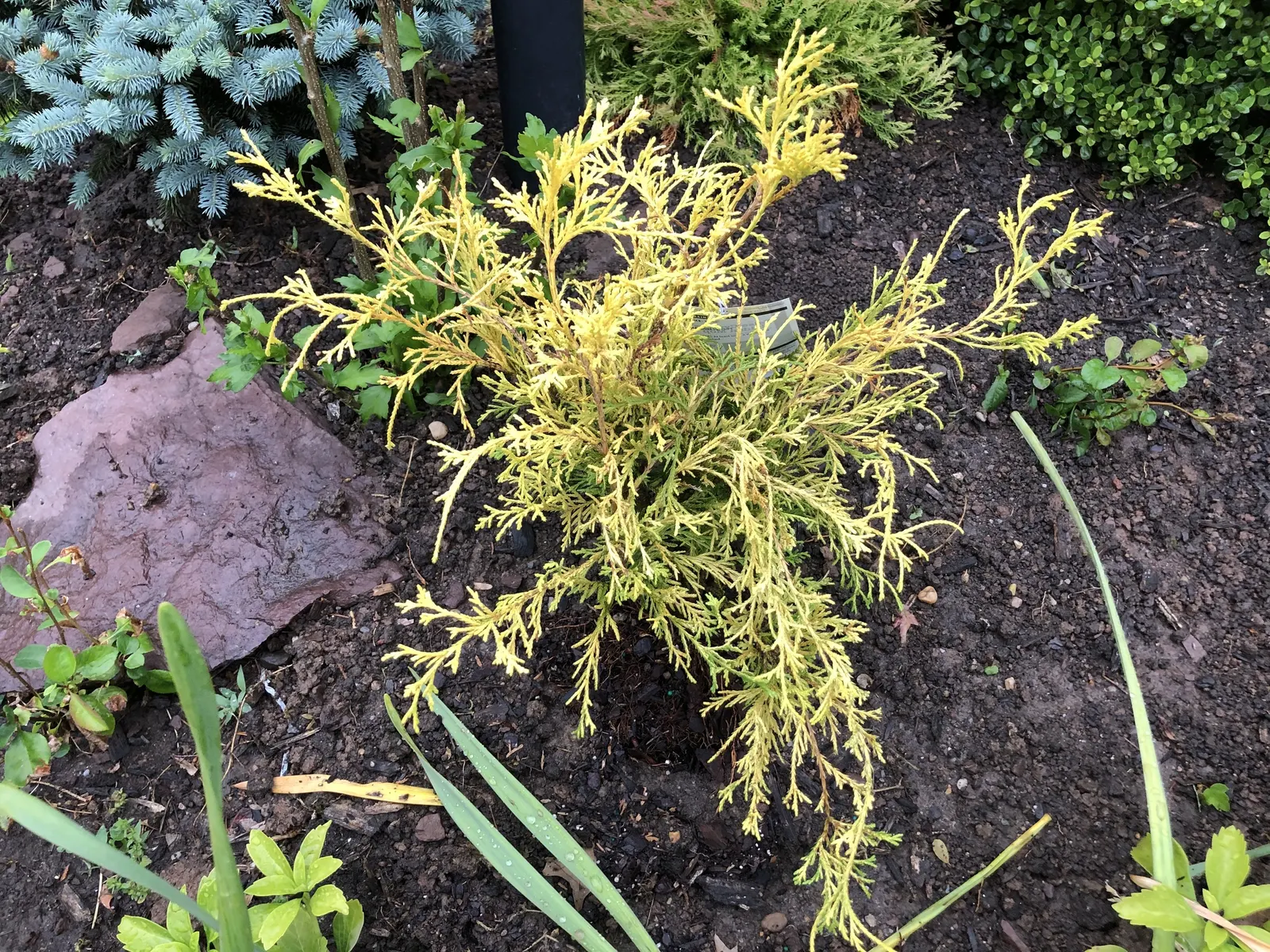 Dwarf Threadleaf Cypress (Chamaecyparis Pisifera 'Golden Mop') — evergreen conifer renowned for its unique; conifer / shrub for full