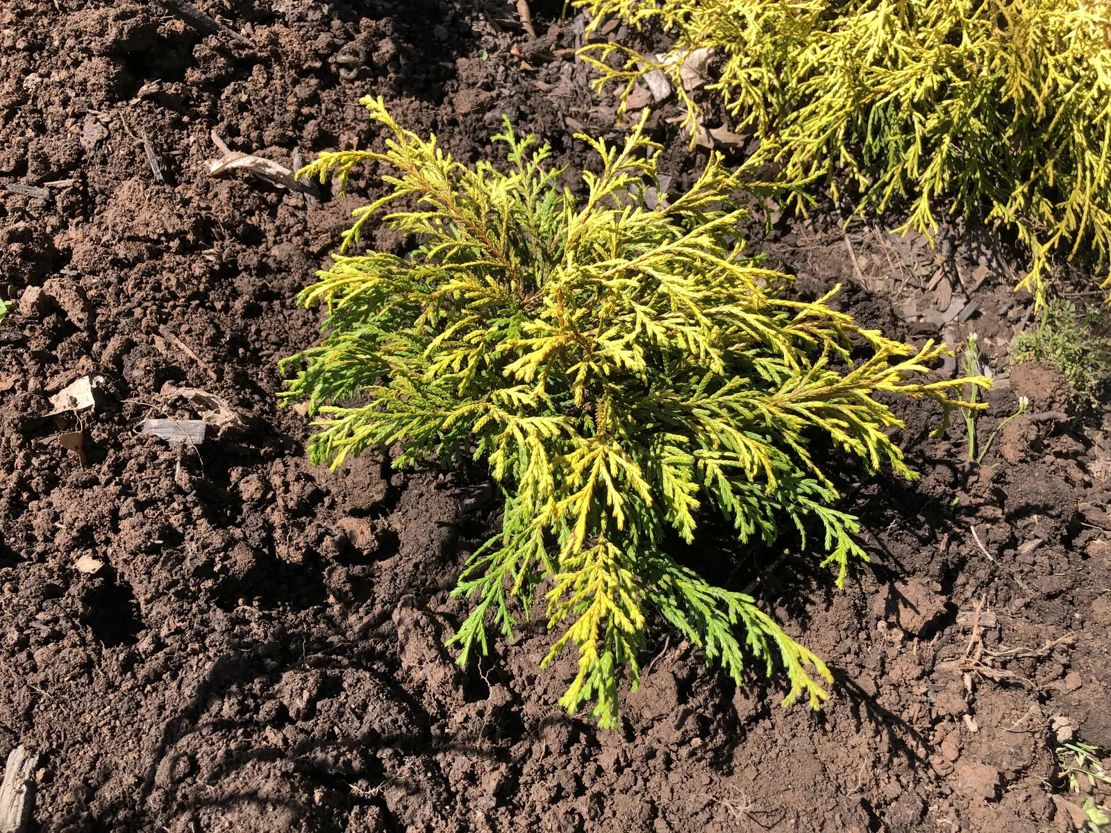 Dwarf Threadleaf Cypress (Chamaecyparis Pisifera 'Golden Mop') — The Chamaecyparis pisifera 'Golden Mop,' commonly referred to as the Dwarf Threadleaf Cypress