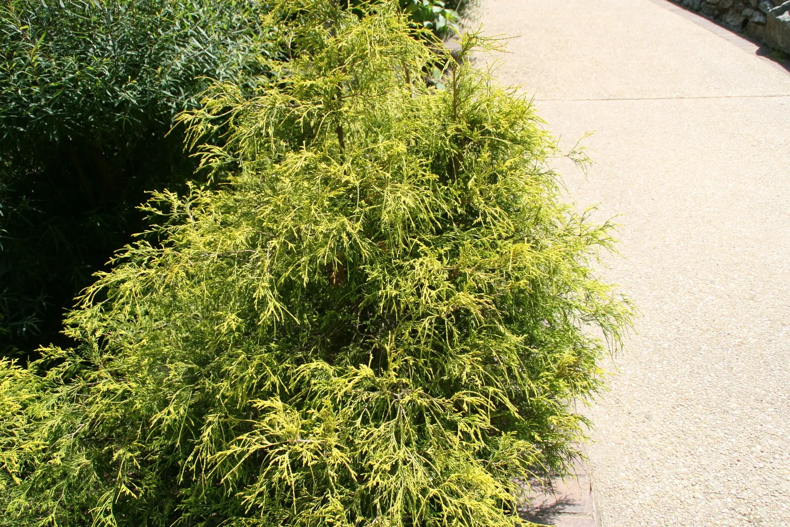Dwarf Threadleaf Cypress (Chamaecyparis Pisifera 'Golden Mop') — Minimal pruning is needed