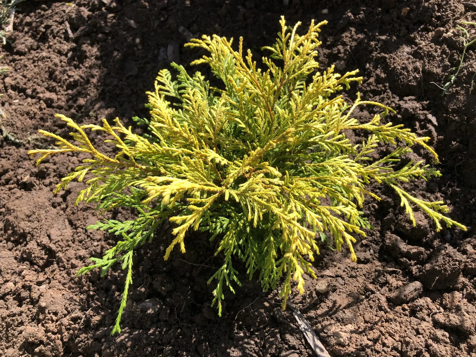 Dwarf Threadleaf Cypress (Chamaecyparis Pisifera 'Golden Mop') — this dwarf cultivar provides striking textural contrast in landscape designs.<br><br>Typically