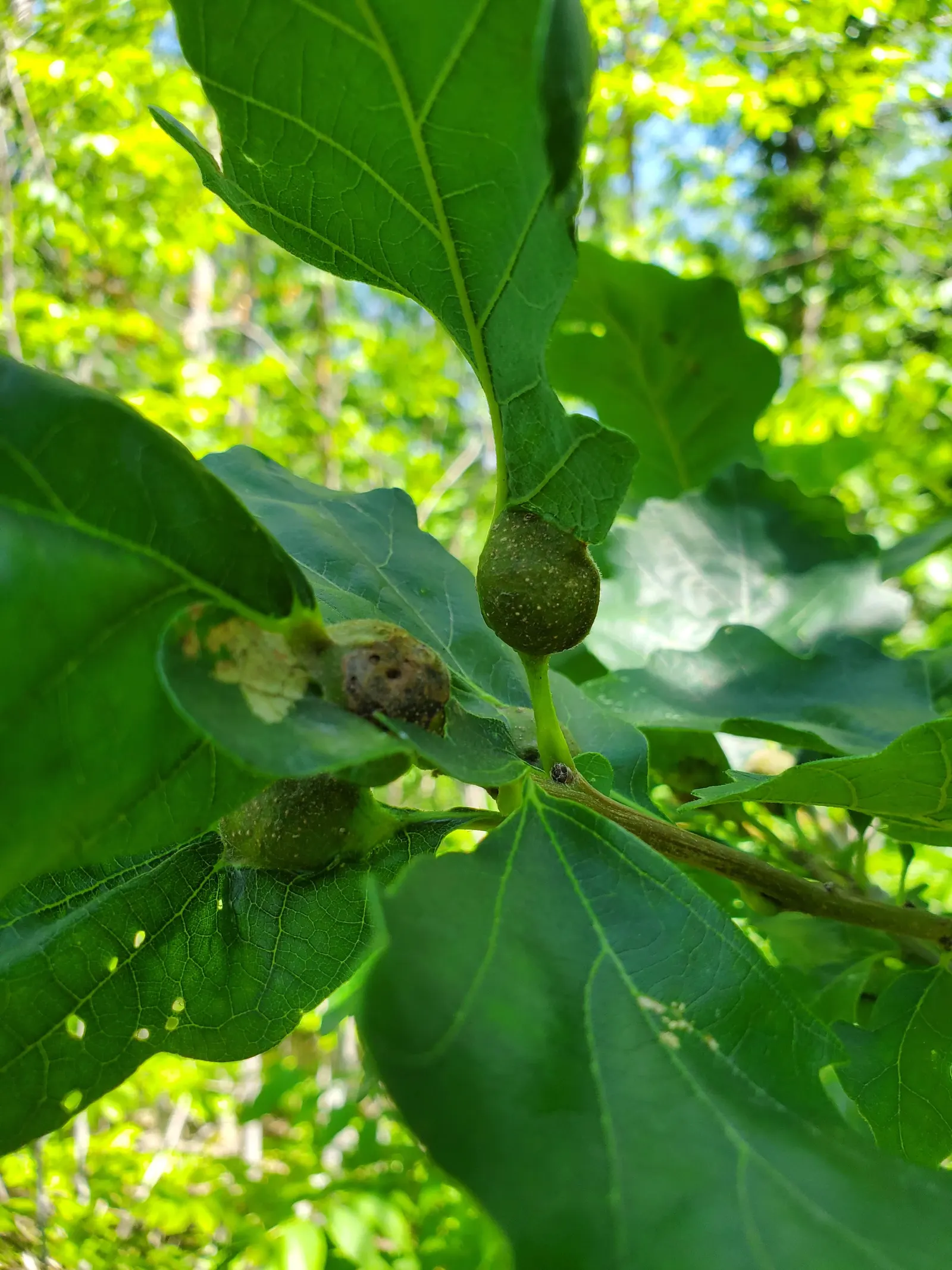 Overcup Oak (Quercus Lyrata) — is a majestic hardwood species that is highly adaptable and resilient