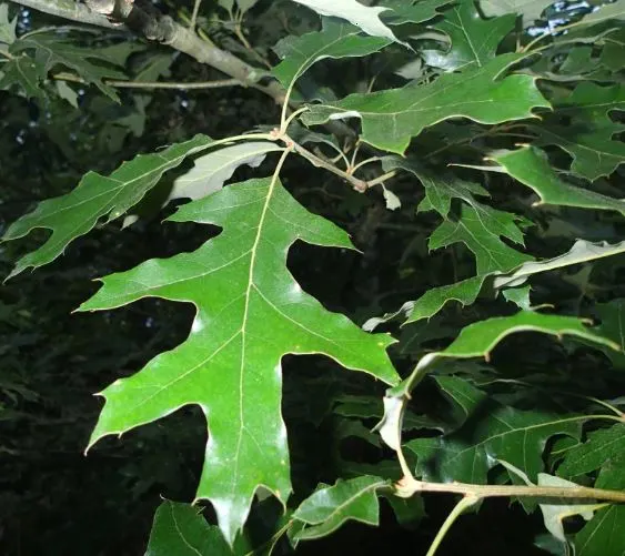 Overcup Oak (Quercus Lyrata) — Adaptable to wet soils, this oak is ideal for lowland areas