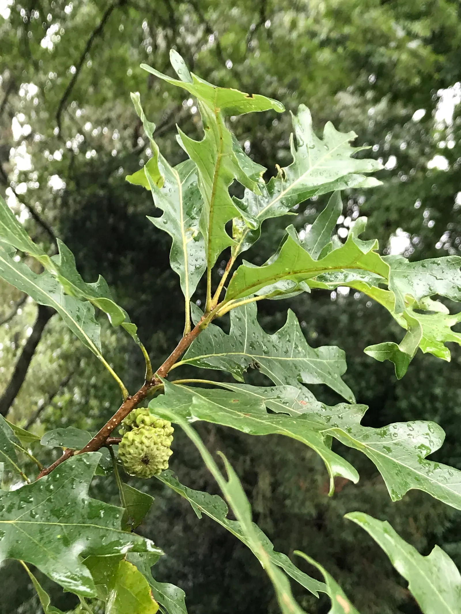 Overcup Oak (Quercus Lyrata) — Its acorns are distinct, almost entirely encased in a knobby cup