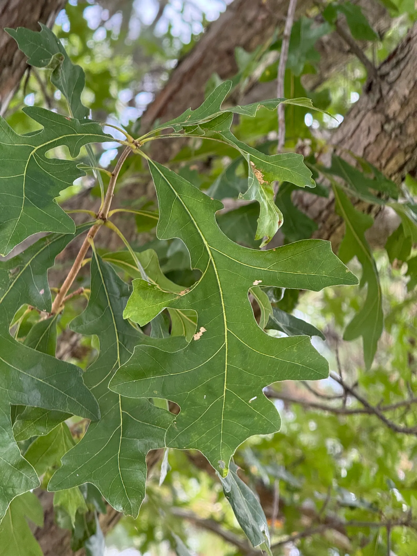 Overcup Oak (Quercus Lyrata) — It reaches up to 45 feet in height with a 35-foot spread
