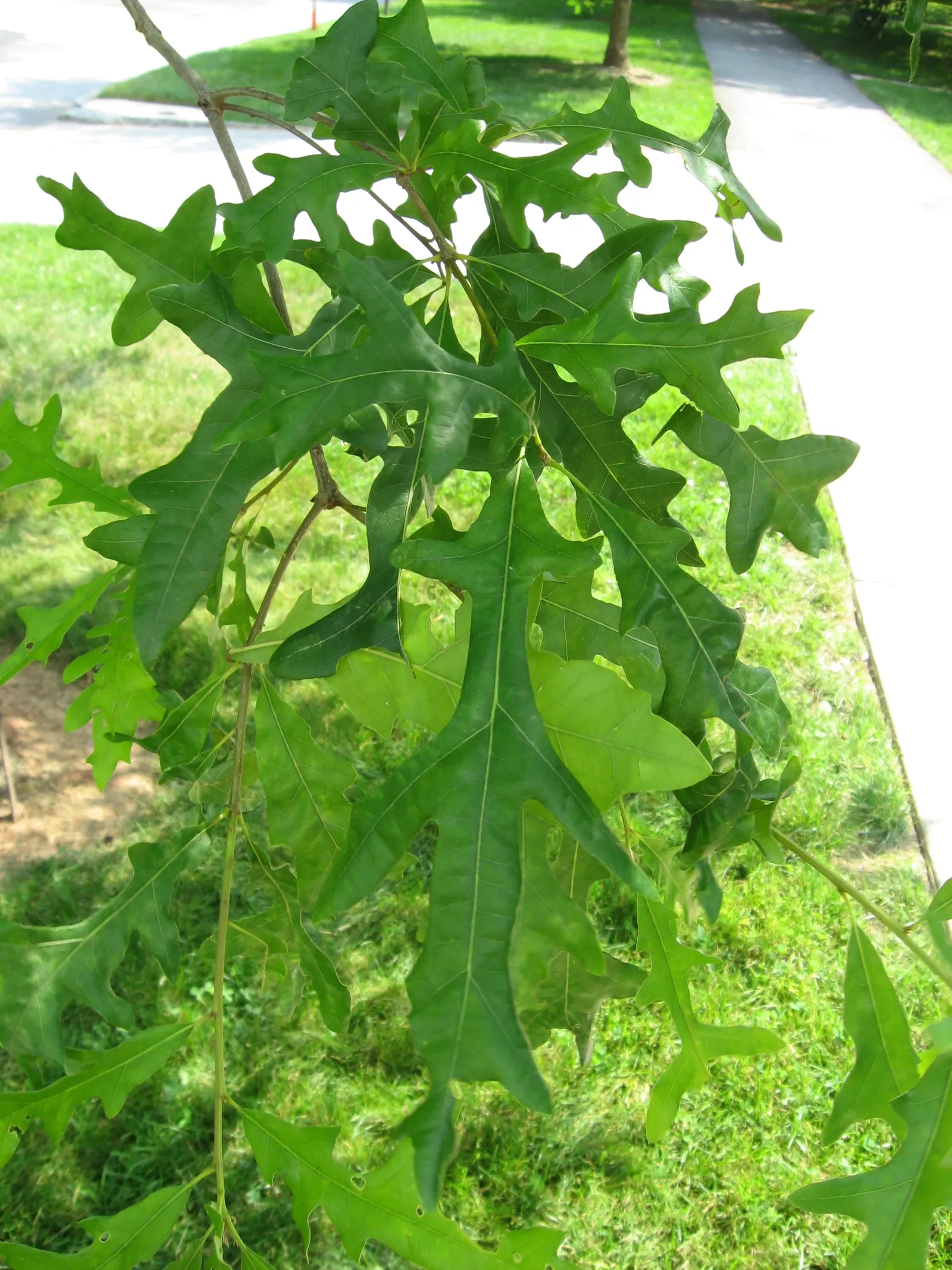 Overcup Oak (Quercus Lyrata) — making it an excellent choice for landscape designs that require a robust and long-lived anchor tree