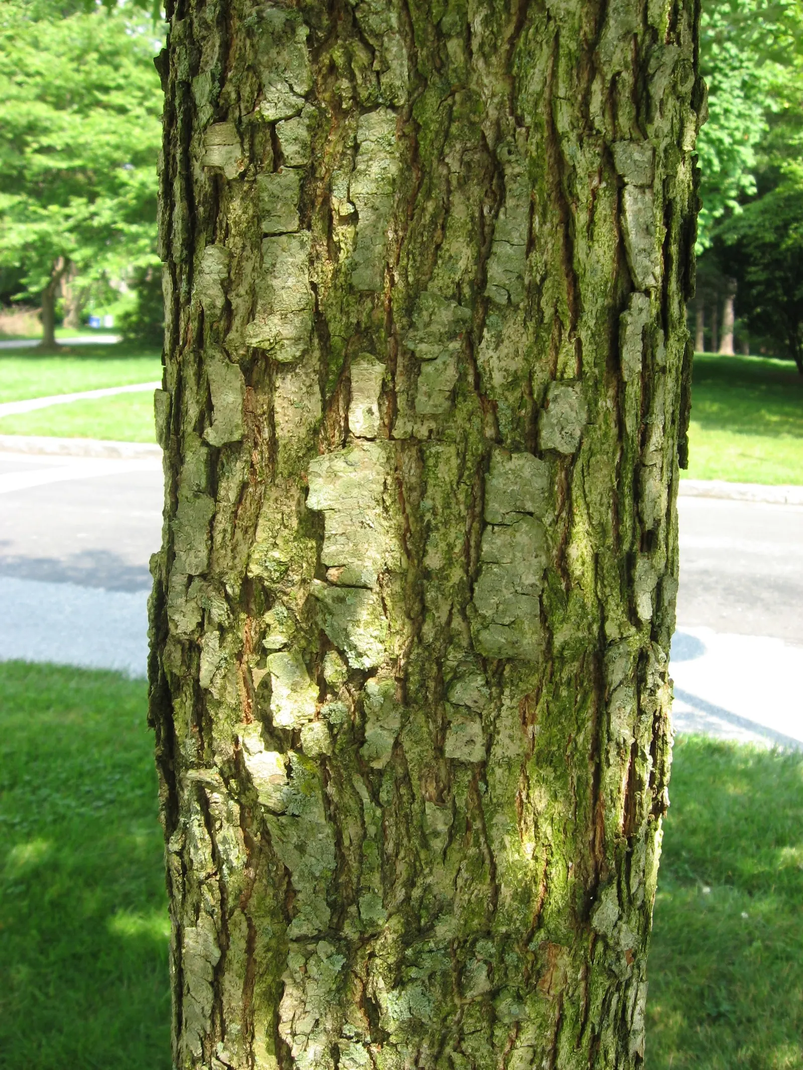 Overcup Oak (Quercus Lyrata) — scientifically known as Quercus lyrata