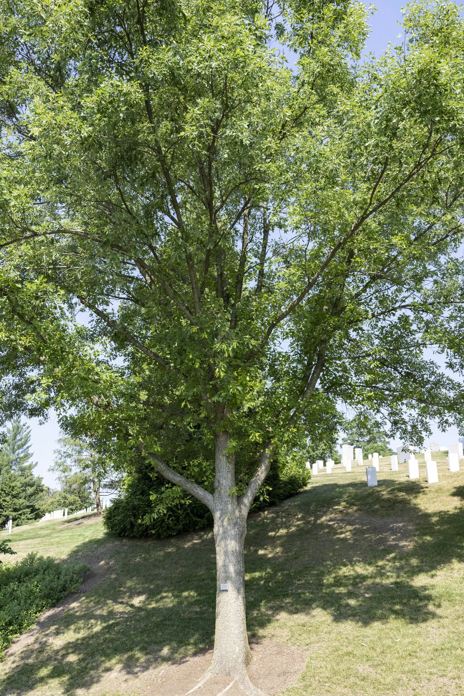 Overcup Oak (Quercus Lyrata) — The Overcup Oak (Quercus lyrata) is a resilient deciduous tree, prized for its rounded canopy and hardy nature