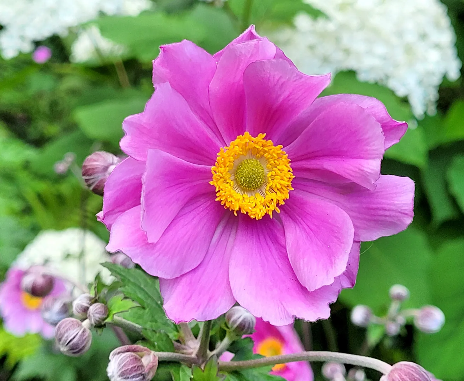 Pamina Anemone (Anemone X Hybrida 'Pamina') — trifoliate leaves.<br><br>Hardy in USDA zones 4 to 8