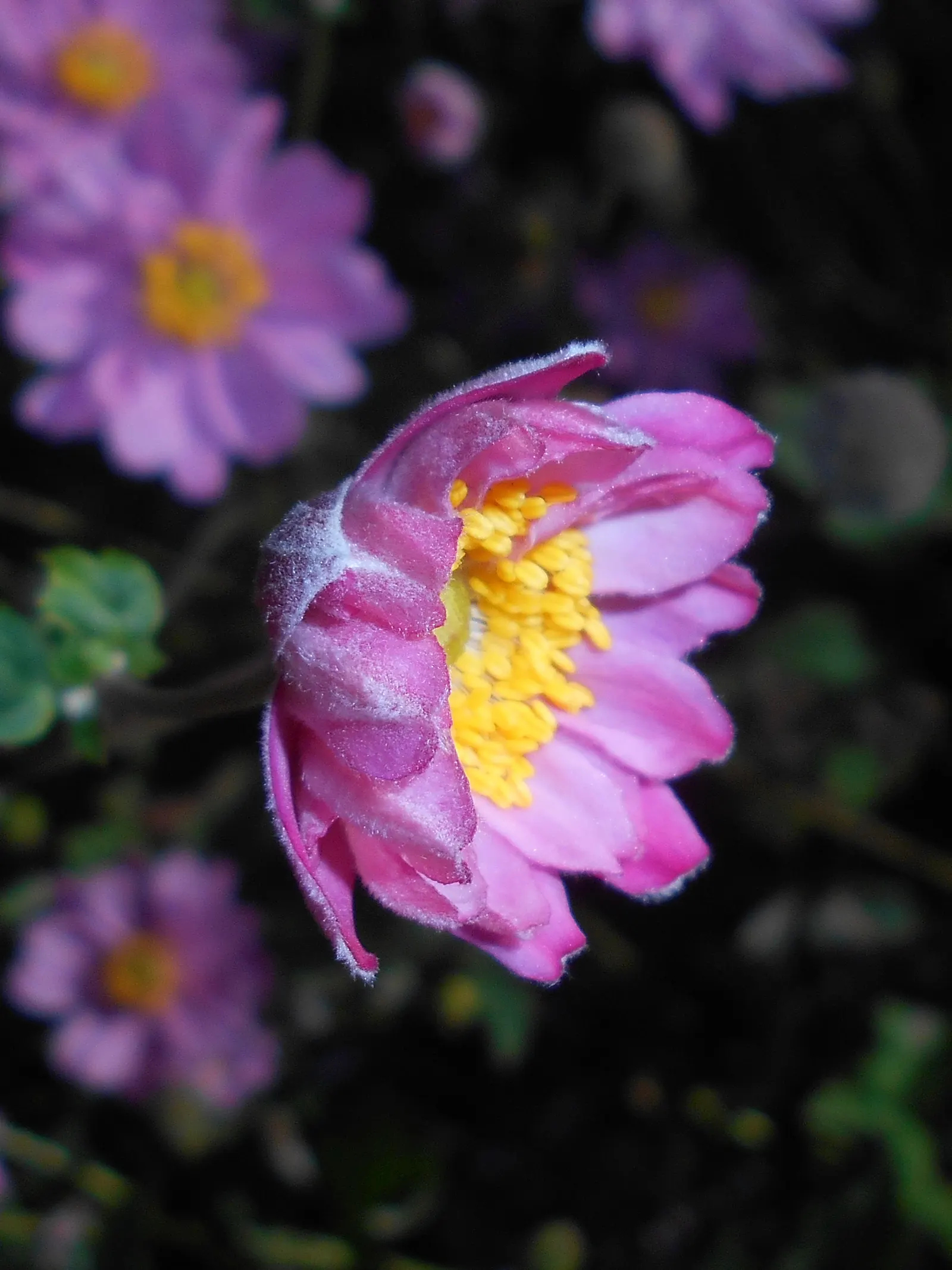 Pamina Anemone (Anemone X Hybrida 'Pamina') — branching stems above a bed of deep green