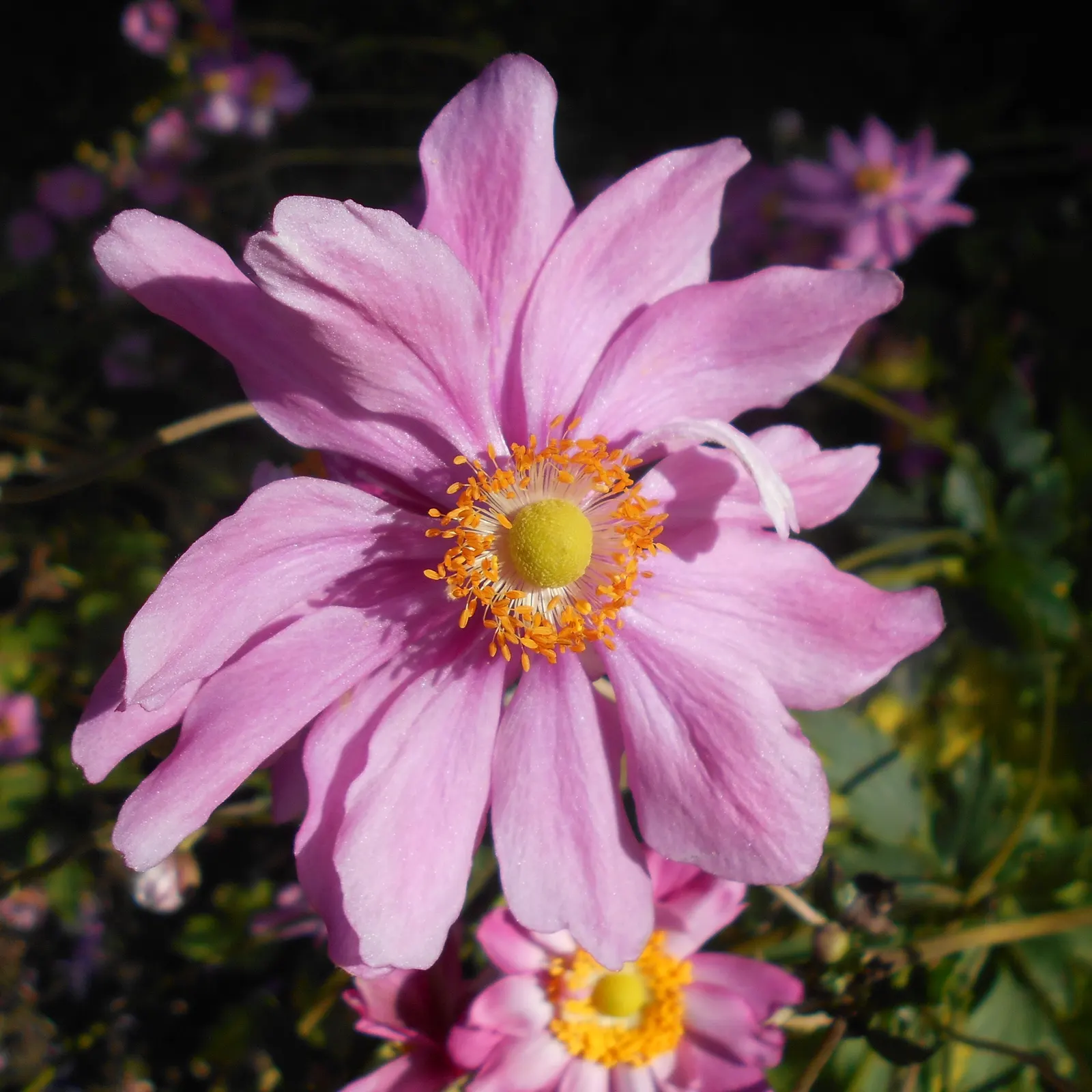 Pamina Anemone (Anemone X Hybrida 'Pamina') — blooming from late summer to early fall