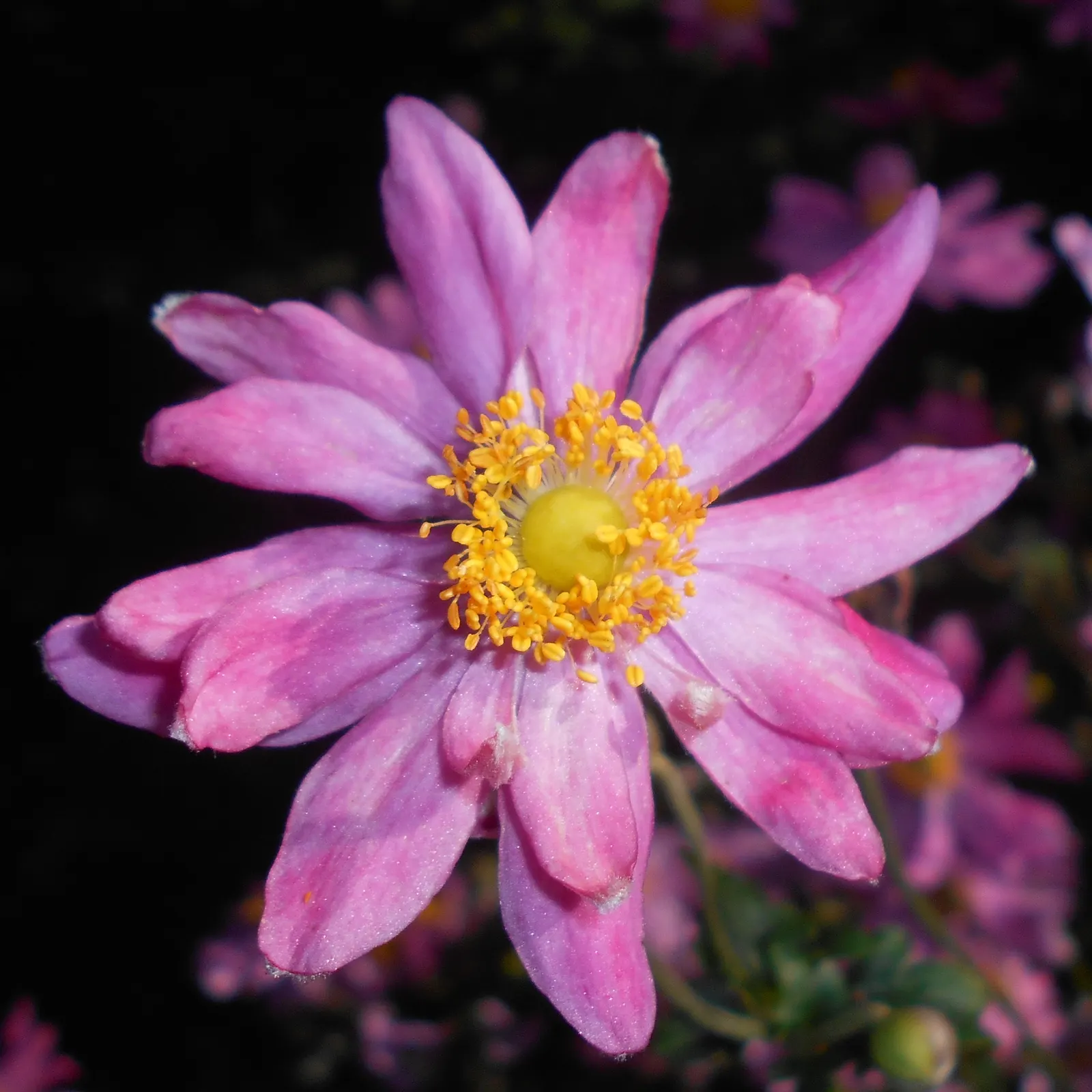 Pamina Anemone (Anemone X Hybrida 'Pamina') — Boasting deep rose-pink flowers