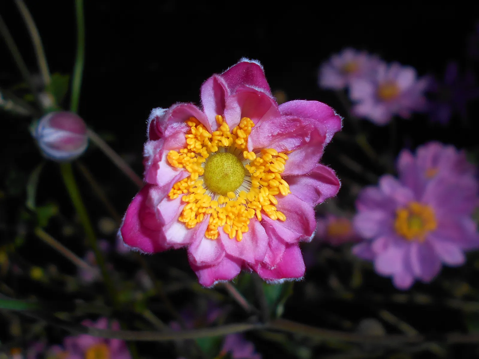Pamina Anemone (Anemone X Hybrida 'Pamina') — Reaching 2 to 3 feet tall with a similar spread, it thrives in partial shade to full sun in well-drained soil