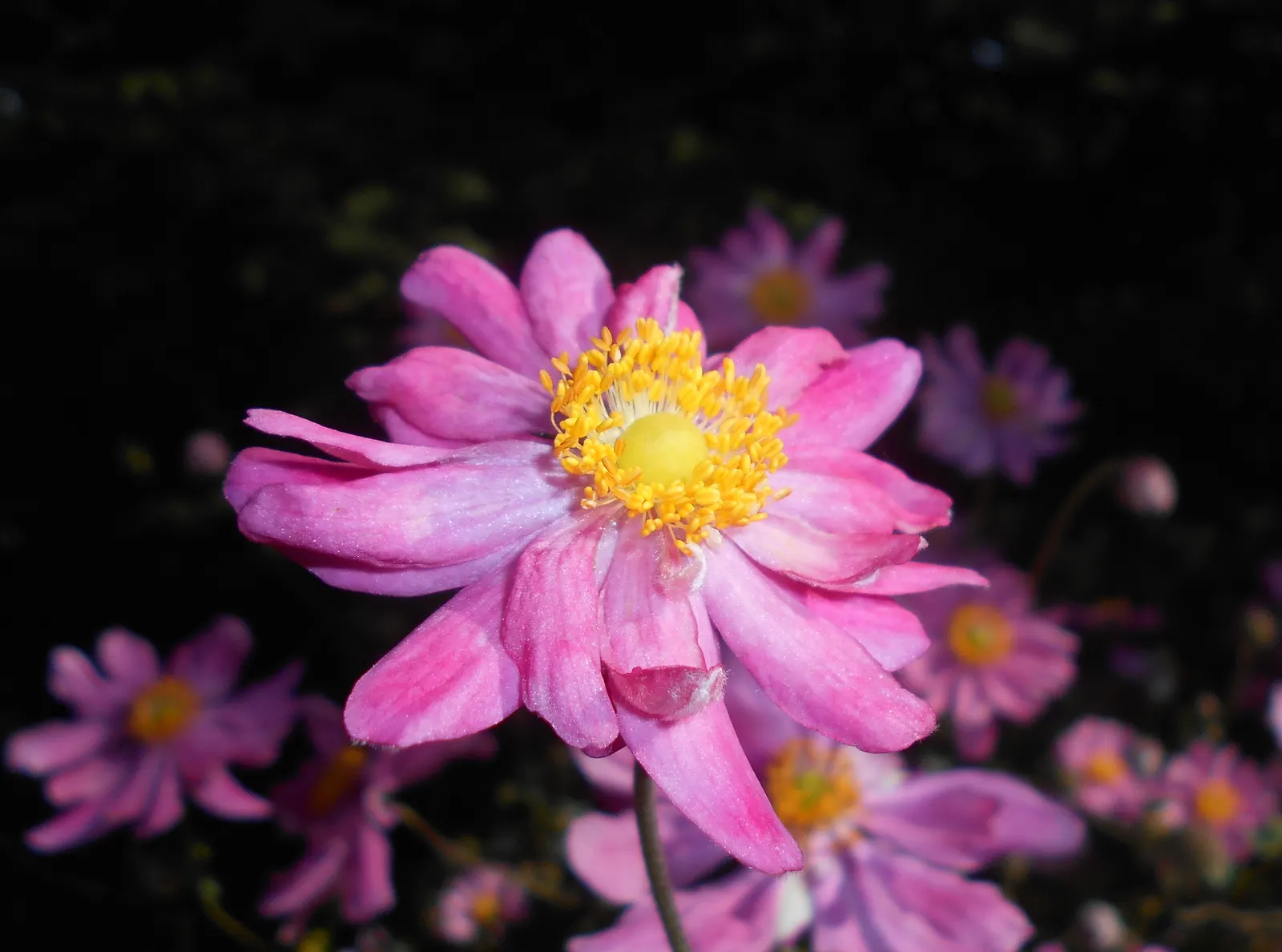 Pamina Anemone (Anemone X Hybrida 'Pamina') — These rounded double blooms rise elegantly on wiry