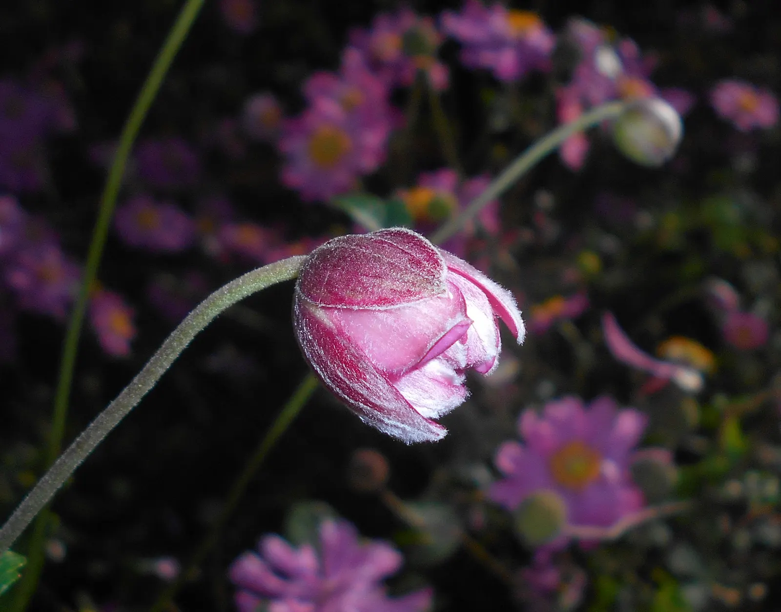Pamina Anemone (Anemone X Hybrida 'Pamina') — attracting pollinators and adding vibrant color