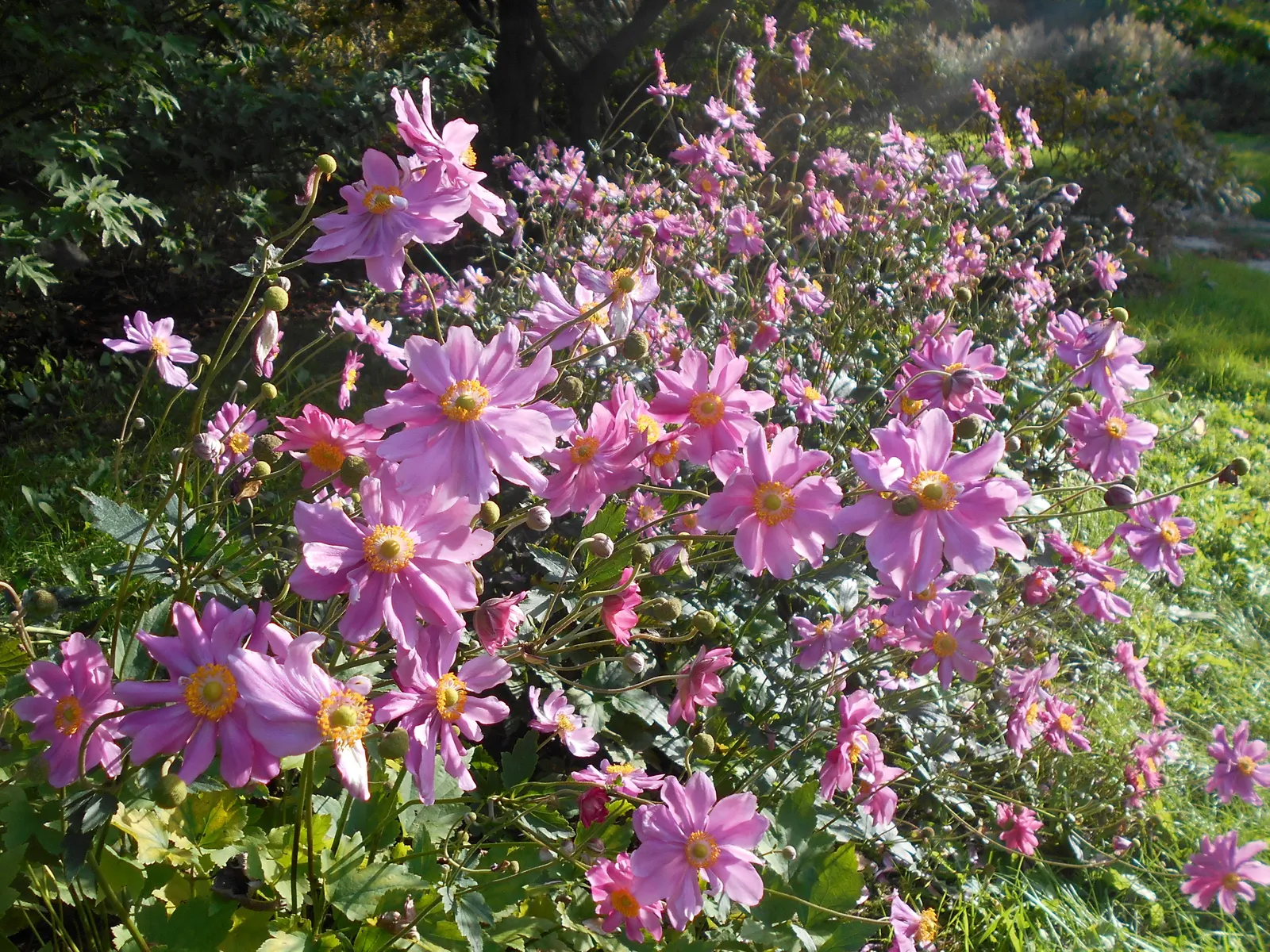 Pamina Anemone (Anemone X Hybrida 'Pamina') — each roughly 2 to 3 inches in diameter