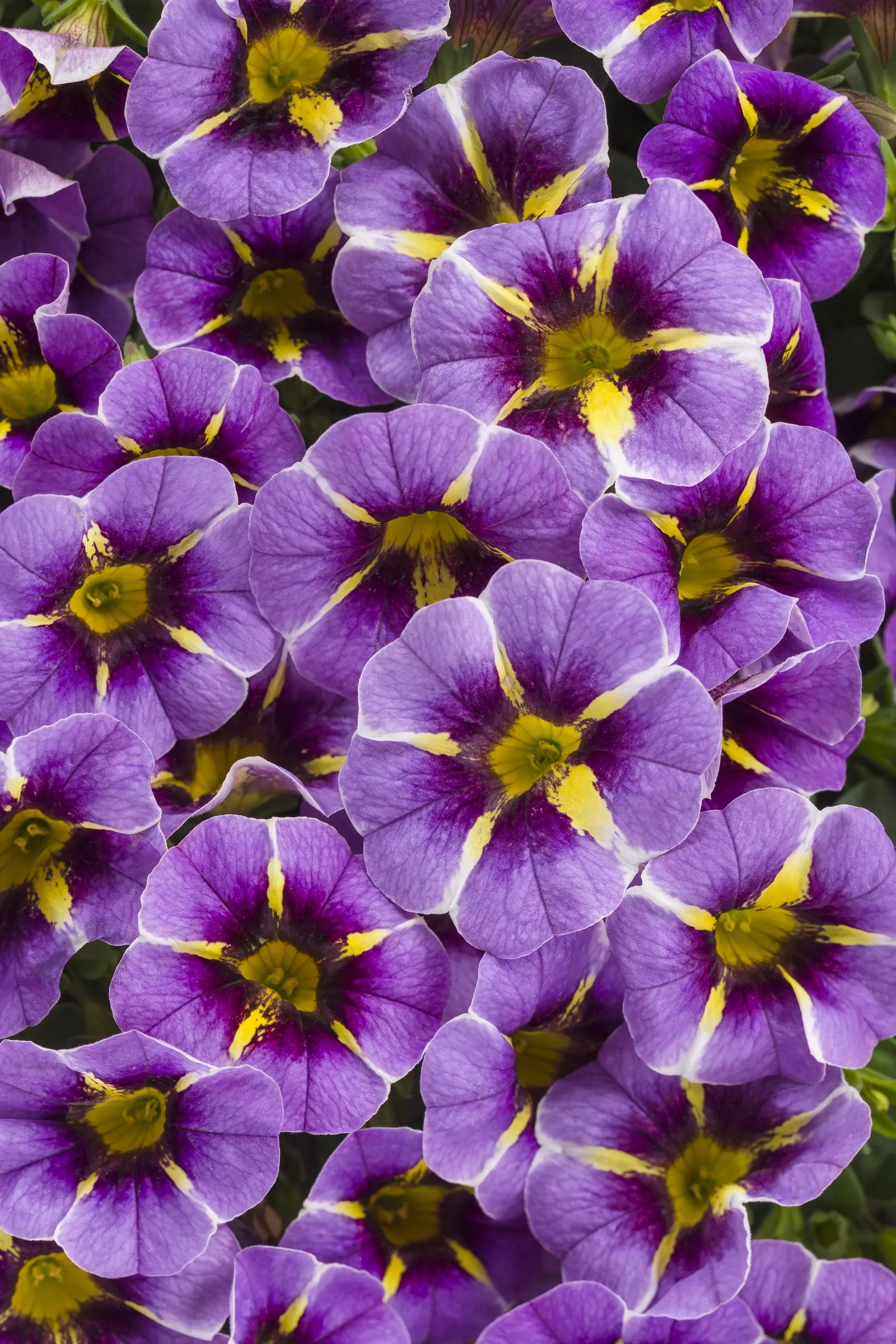 Evening Star™ II Calibrachoa — allow the soil surface to dry slightly before watering again