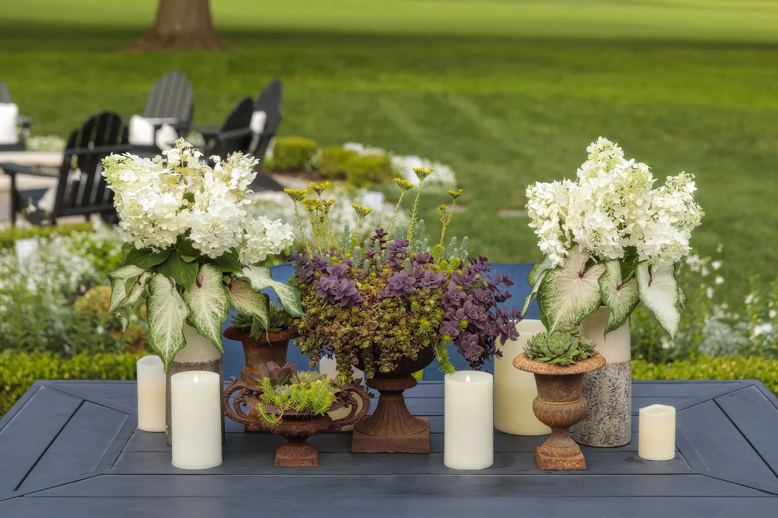 Fire Light Tidbit® Panicle Hydrangea (Hydrangea paniculata) — particularly during establishment and periods of summer heat