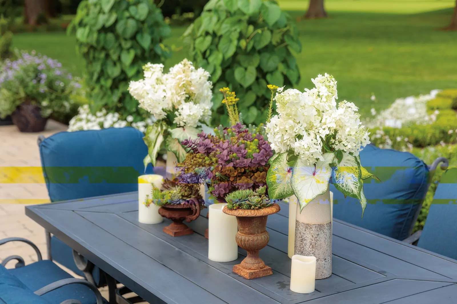 Fire Light Tidbit® Panicle Hydrangea (Hydrangea paniculata) — with stronger flowering generally encouraged by brighter exposure