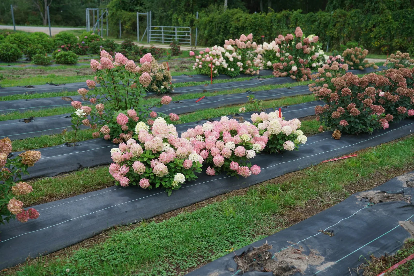 Fire Light Tidbit® Panicle Hydrangea (Hydrangea paniculata) — It forms a tidy mound 24-36 inches tall and about 36 inches wide