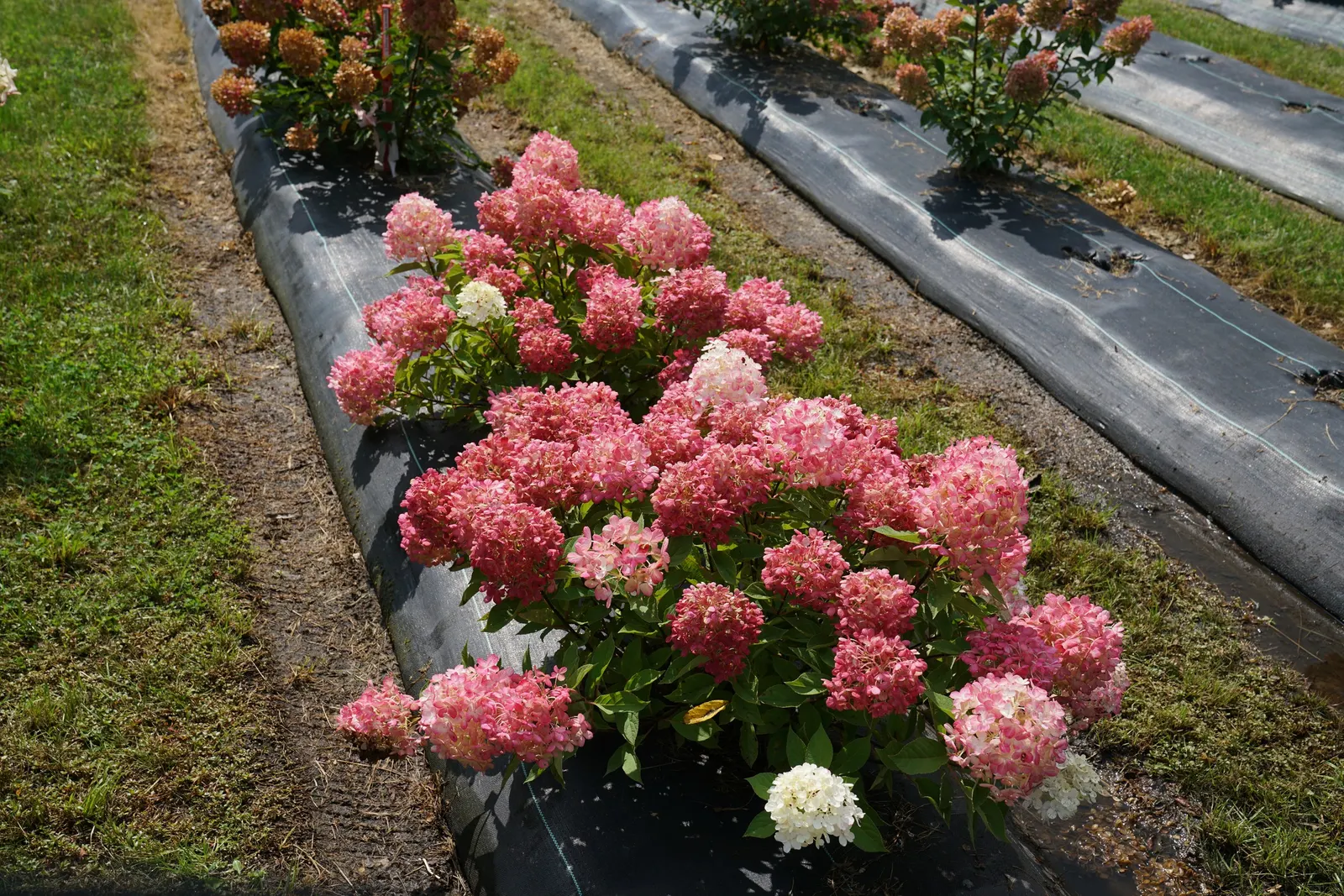 Fire Light Tidbit® Panicle Hydrangea (Hydrangea paniculata) — Grow in part sun to full sun with average, well-drained soil and steady moisture while