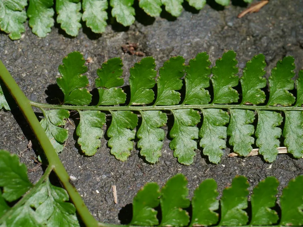 Squirrel's Foot Fern (Microlepia Strigosa) — which resemble a squirrel's bushy tail