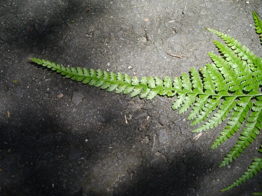 Squirrel's Foot Fern (Microlepia Strigosa) — The fronds are finely divided, image 48