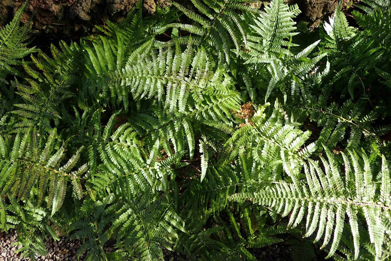 Squirrel's Foot Fern (Microlepia Strigosa) — The fronds are finely divided