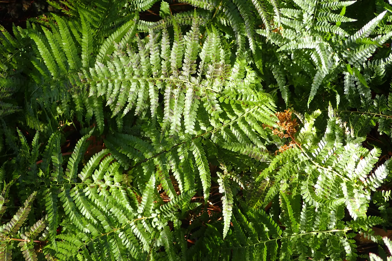 Squirrel's Foot Fern (Microlepia Strigosa) — scientifically named Microlepia strigosa