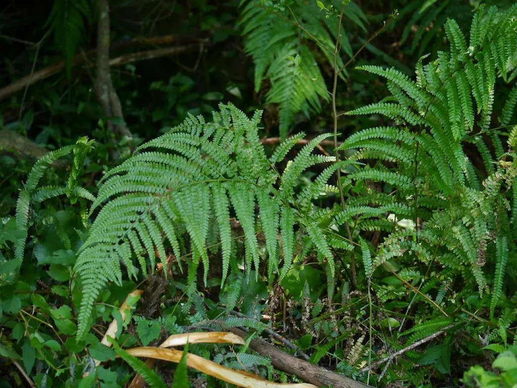 Squirrel's Foot Fern (Microlepia Strigosa) — The Squirrel's Foot Fern (Microlepia strigosa) boasts lacy; preferring filtered sunlight and moist, image 39