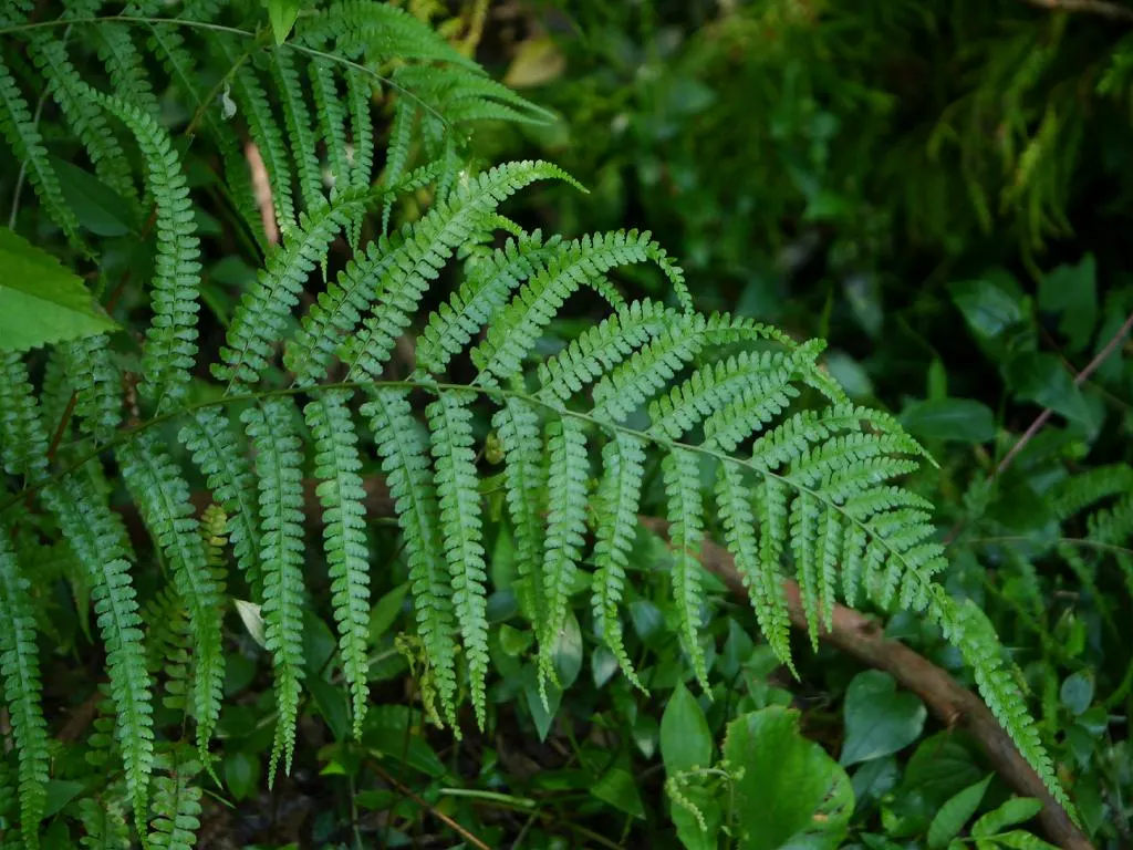 Squirrel's Foot Fern (Microlepia Strigosa) — Moderate growth and low maintenance make it an adaptable choice for landscapes or container gardens, image 44