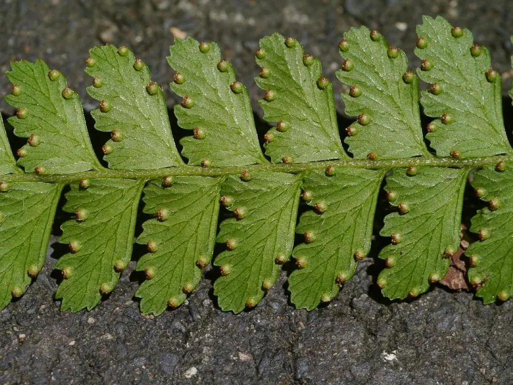 Squirrel's Foot Fern (Microlepia Strigosa) — Preferring filtered sunlight and moist, well-draining soil, it thrives in USDA zones 9 to 11; moderate growth and