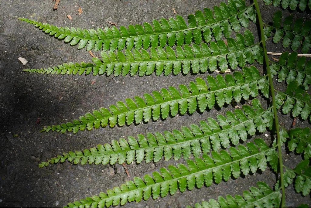 Squirrel's Foot Fern (Microlepia Strigosa) — However, it is crucial to avoid waterlogged conditions which can harm the plant; ample space should be allocated