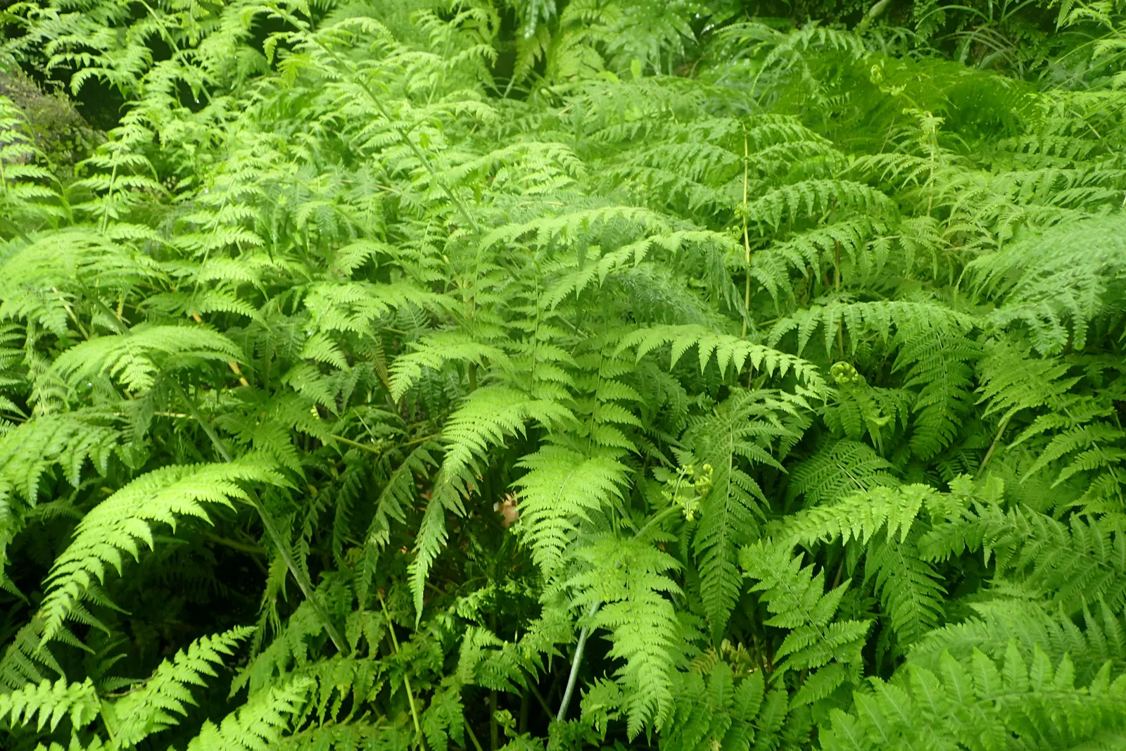 Squirrel's Foot Fern (Microlepia Strigosa) — This fern adds soft texture and a tropical feel to shaded garden areas or as an indoor plant