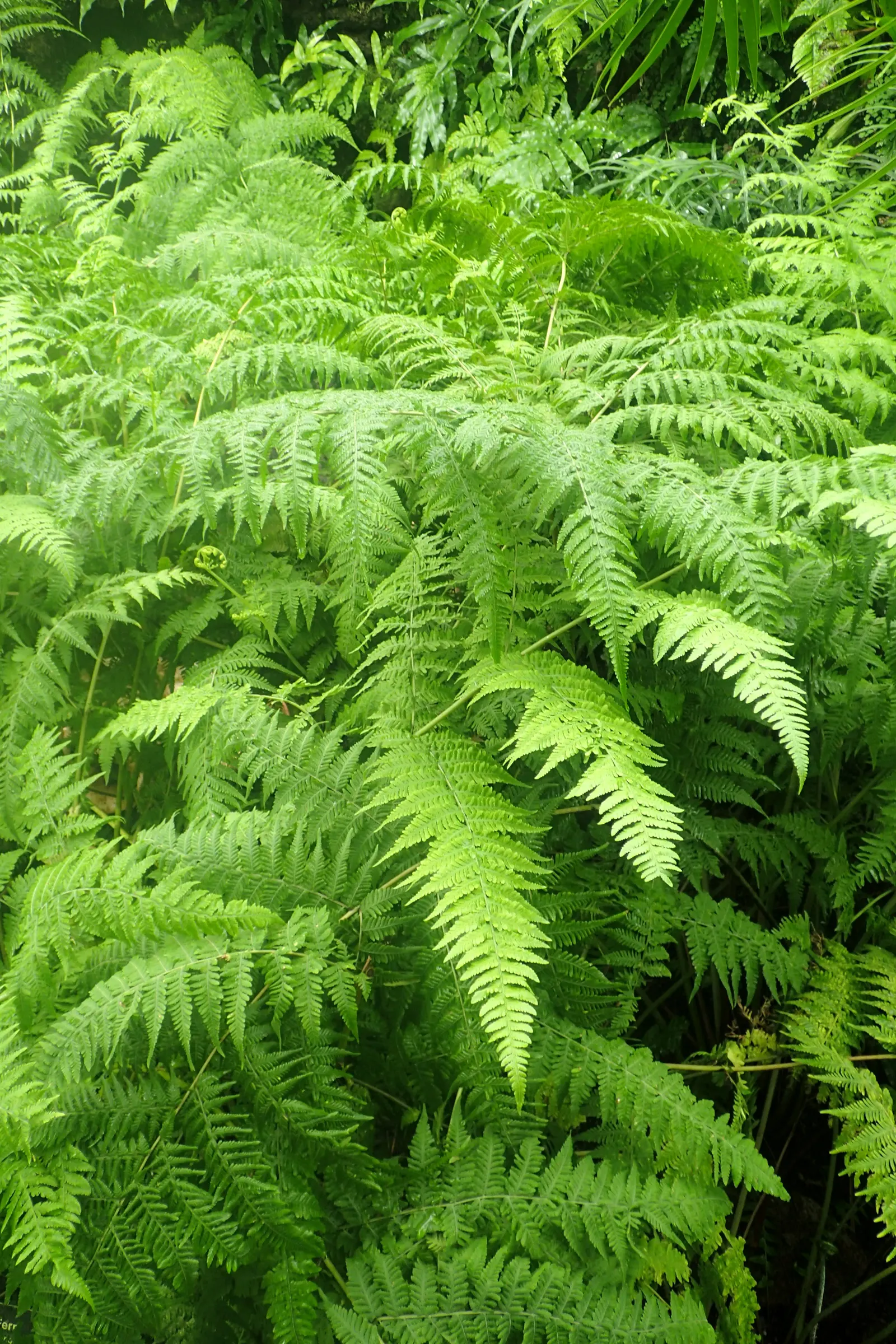 Squirrel's Foot Fern (Microlepia Strigosa) — scientifically named Microlepia strigosa; textural addition to any garden design, image 45