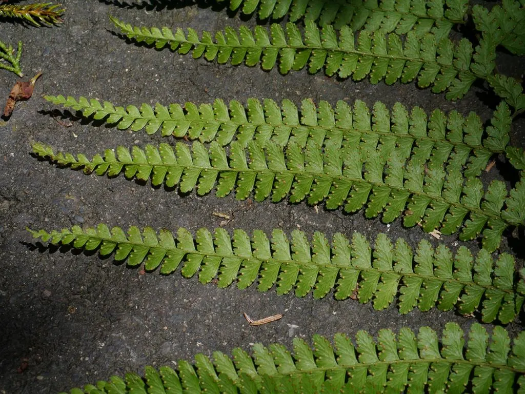 Squirrel's Foot Fern (Microlepia Strigosa) — Moderate growth and low maintenance make it an adaptable choice for landscapes or container gardens; the